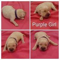 Purple Girl , a female Golden Retriever for sale in Jones, AL – 1 of 1