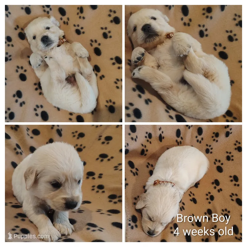 Brown Boy – Golden Retriever puppy for sale in Jones, AL