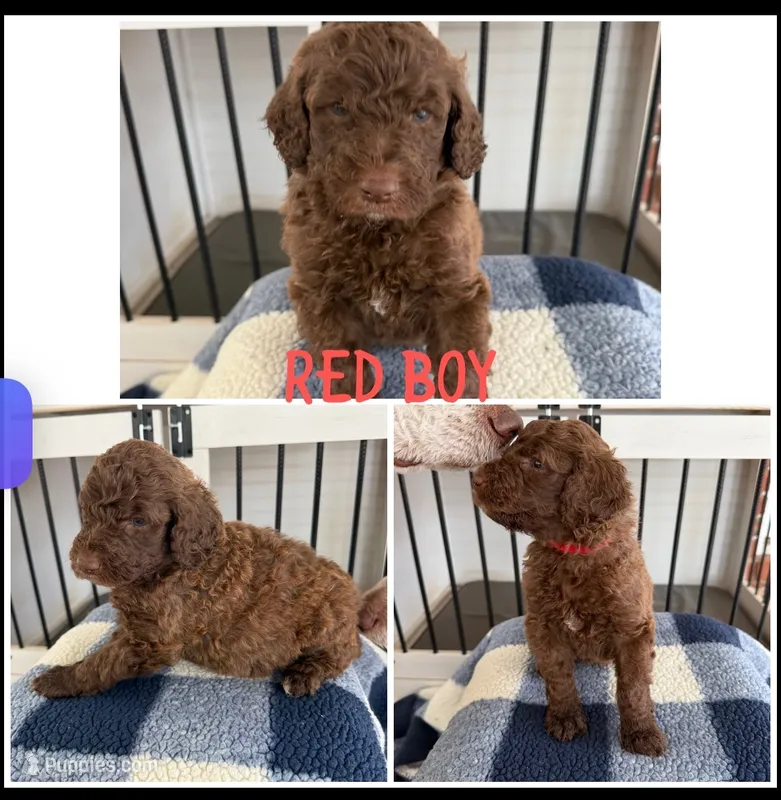 Red Boy – Poodle - Standard  puppy for sale in Jones, AL
