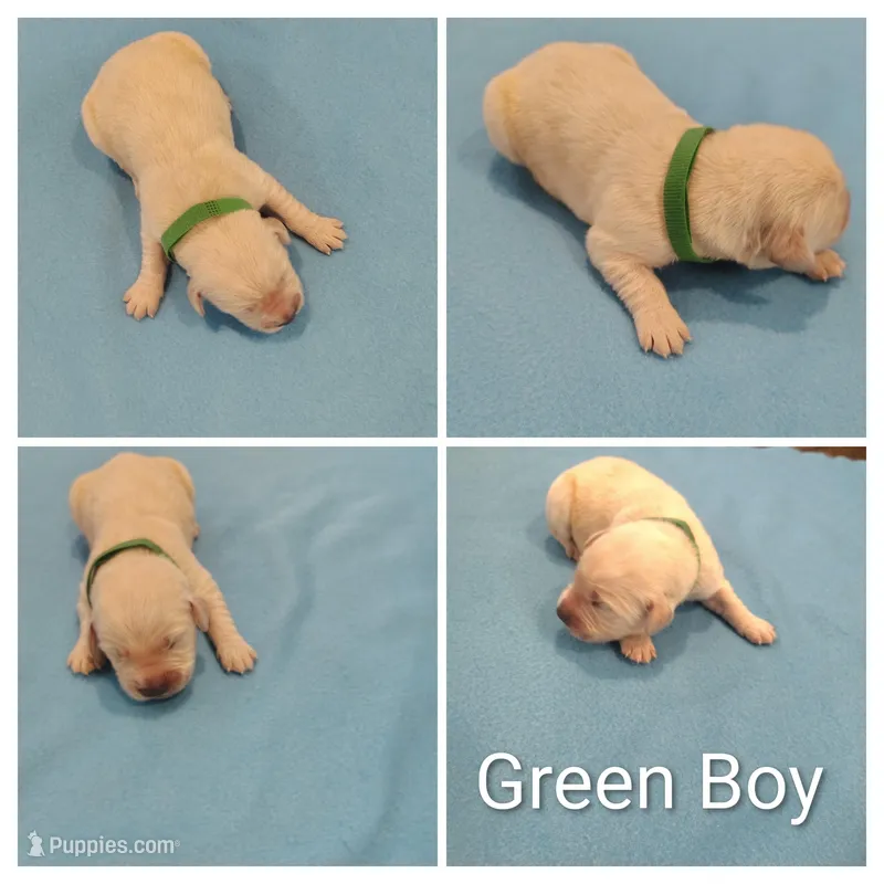 Green Boy – Golden Retriever puppy for sale in Jones, AL