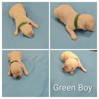 Green Boy, a male Golden Retriever for sale in Jones, AL – 1 of 1