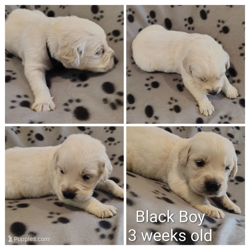 Black Boy – Golden Retriever puppy for sale in Jones, AL