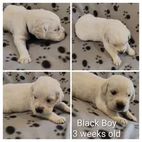 Black Boy, a male Golden Retriever for sale in Jones, AL – 1 of 3