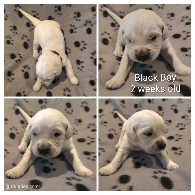 Black Boy – Golden Retriever puppy for sale in Jones, AL