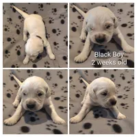Black Boy, a male Golden Retriever for sale in Jones, AL – 2 of 3