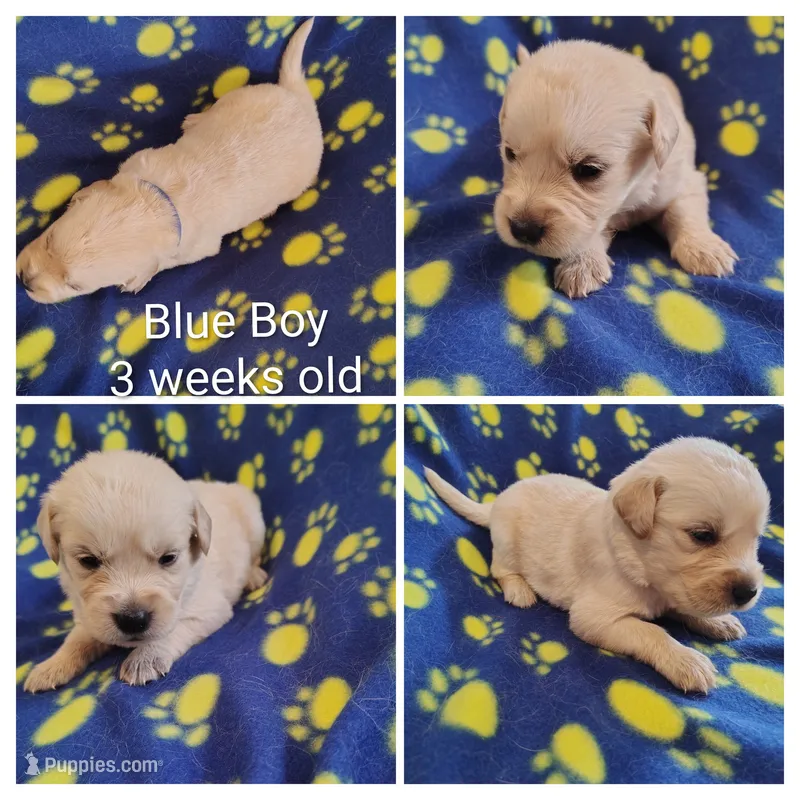 Blue Boy – Golden Retriever puppy for sale in Jones, AL