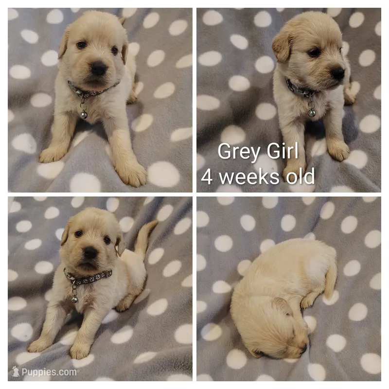 Grey Girl – Golden Retriever puppy for sale in Jones, AL