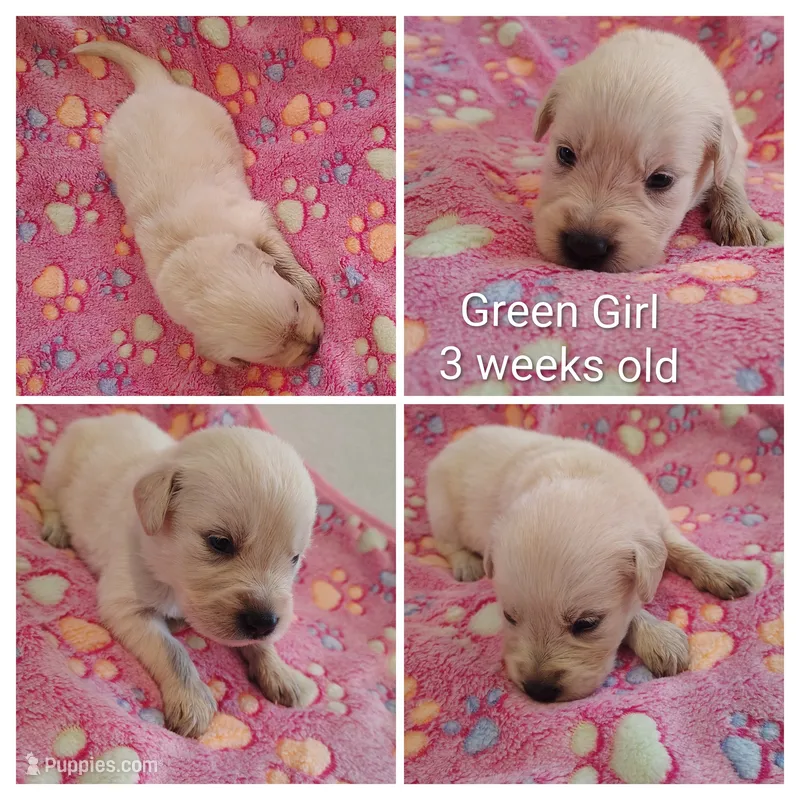 Green Girl  – Golden Retriever puppy for sale in Jones, AL