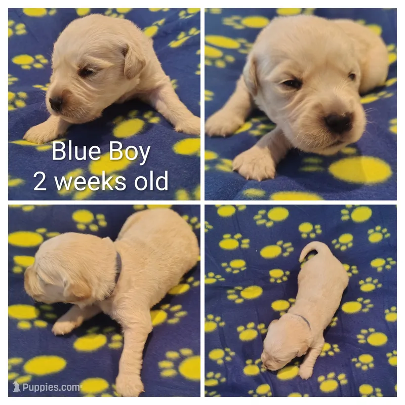 Blue Boy – Golden Retriever puppy for sale in Jones, AL