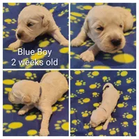 Blue Boy, a male Golden Retriever for sale in Jones, AL – 2 of 3