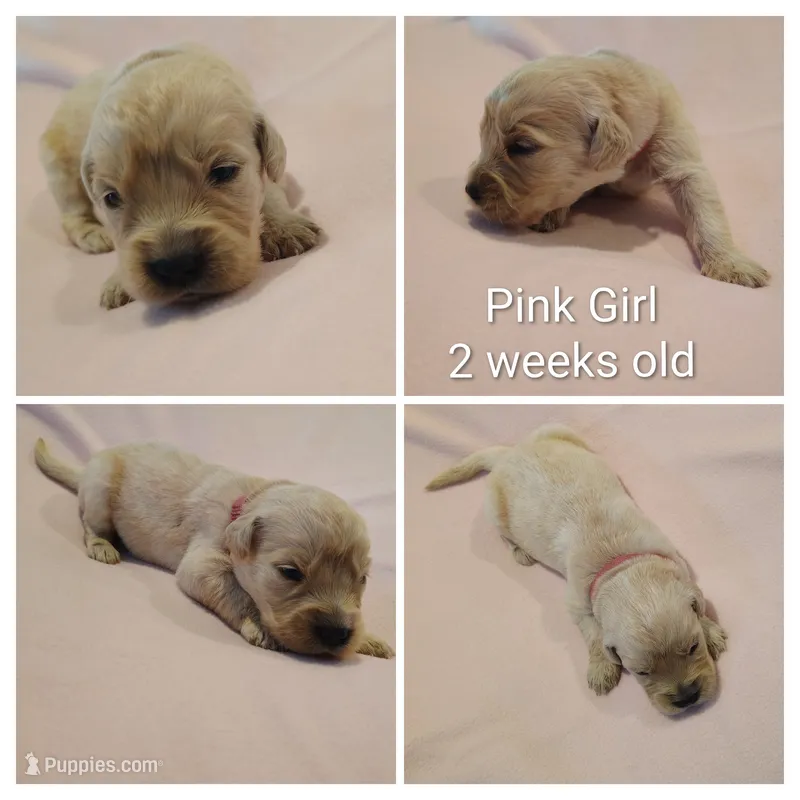 Pink Girl – Golden Retriever puppy for sale in Jones, AL