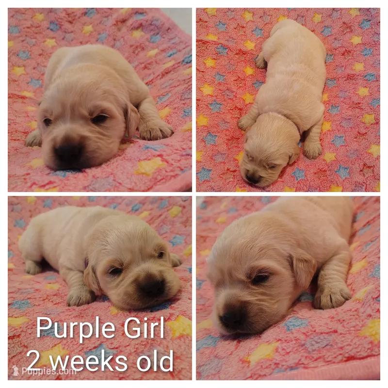 Purple Girl  – Golden Retriever puppy for sale in Jones, AL
