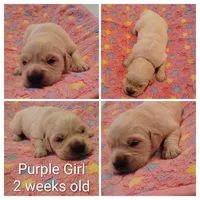 Purple Girl , a female Golden Retriever for sale in Jones, AL – 2 of 3