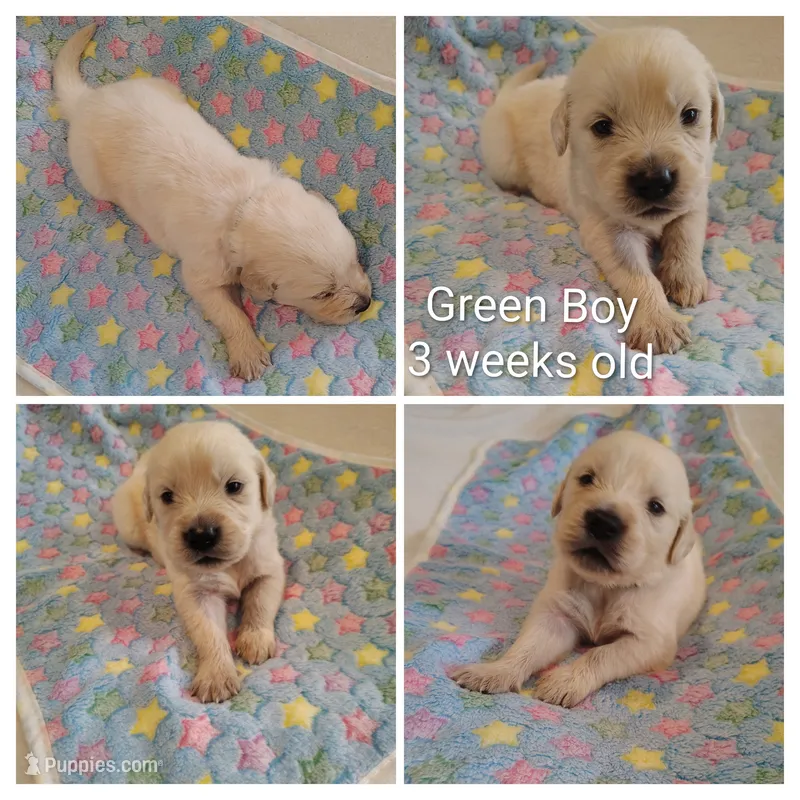 Green Boy – Golden Retriever puppy for sale in Jones, AL