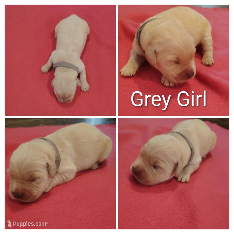 Grey Girl – Golden Retriever puppy for sale in Jones, AL