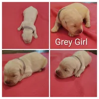 Grey Girl, a female Golden Retriever for sale in Jones, AL – 1 of 1