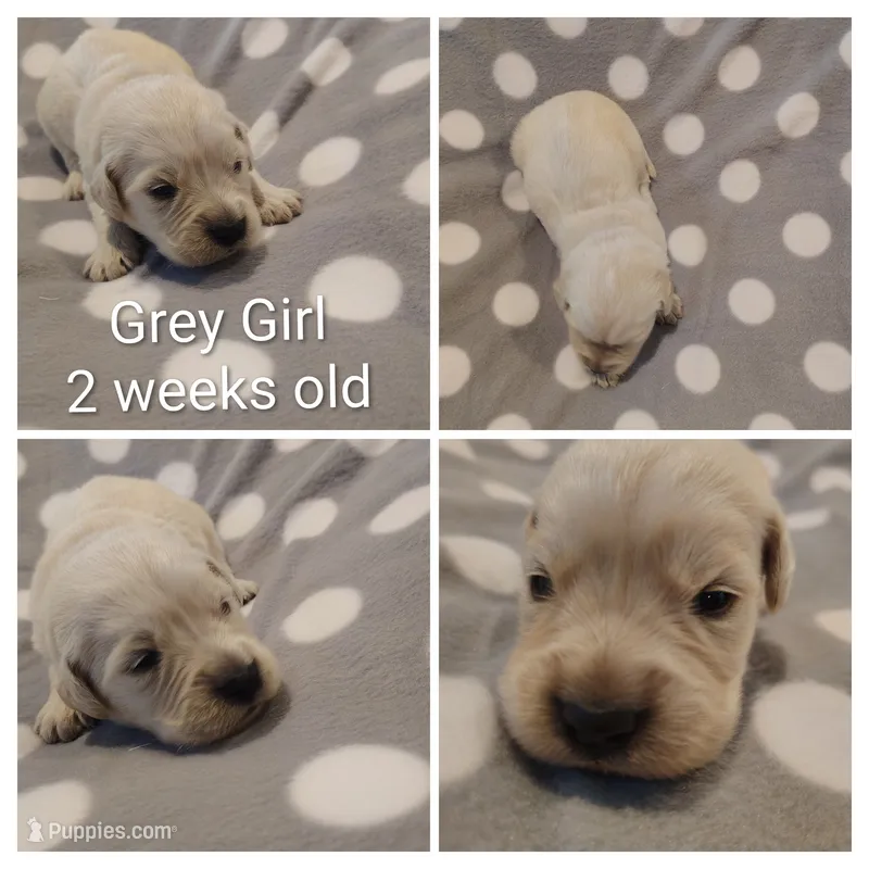 Grey Girl – Golden Retriever puppy for sale in Jones, AL