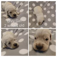 Grey Girl, a female Golden Retriever for sale in Jones, AL – 2 of 3