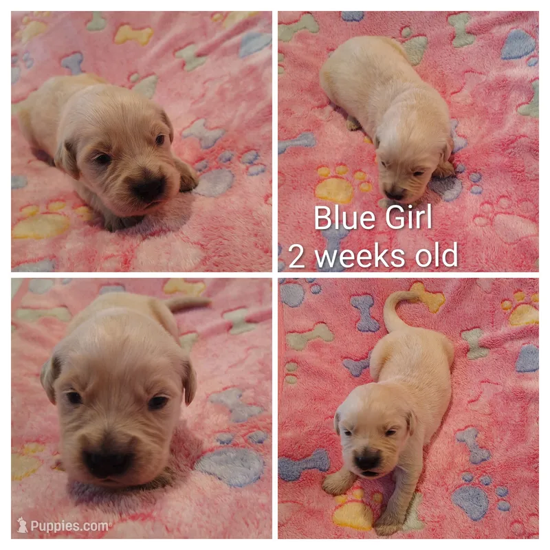 Blue Girl  – Golden Retriever puppy for sale in Jones, AL