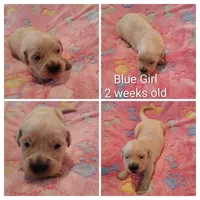 Blue Girl , a female Golden Retriever for sale in Jones, AL – 2 of 3