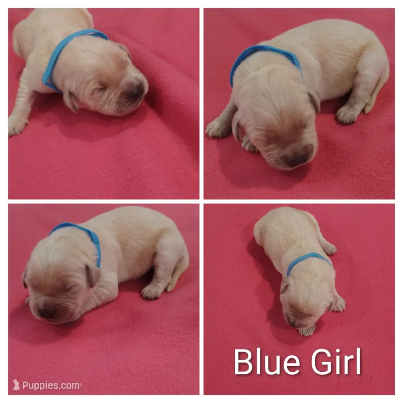 Blue Girl  – Golden Retriever puppy for sale in Jones, AL