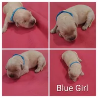 Blue Girl , a female Golden Retriever for sale in Jones, AL – 1 of 1