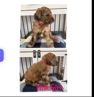 Pink Girl , a female Poodle - Standard  for sale in Jones, AL – 1 of 1