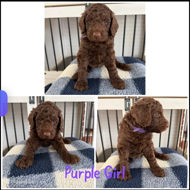 Purple Girl  – Poodle - Standard  puppy for sale in Jones, AL