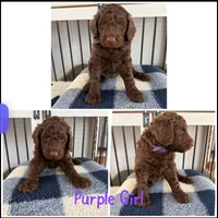 Purple Girl , a female Poodle - Standard  for sale in Jones, AL – 1 of 1