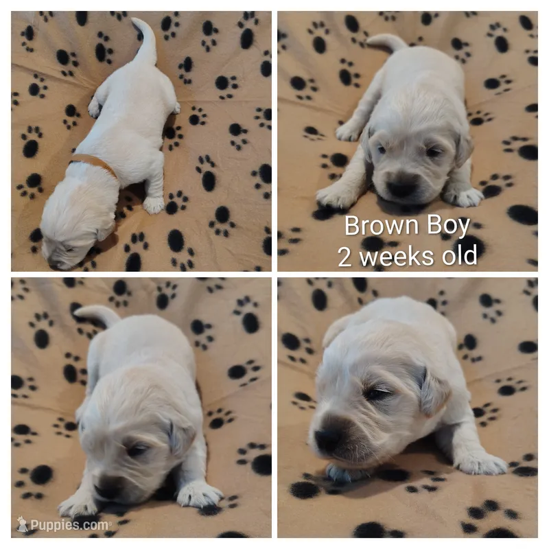 Brown Boy – Golden Retriever puppy for sale in Jones, AL