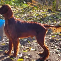 Layla, a female Irish Setter for sale in Darlington, PA – Photo 7 of 7