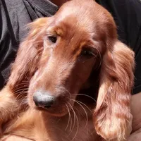 Layla, a female Irish Setter for sale in Darlington, PA – Photo 3 of 7