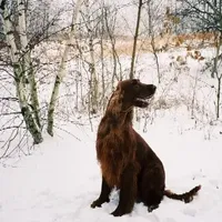 Twist, a female Irish Setter for sale in Darlington, PA – Photo 7 of 7