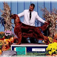 Twist, a female Irish Setter for sale in Darlington, PA – Photo 3 of 7