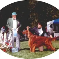 Twist, a female Irish Setter for sale in Darlington, PA – Photo 4 of 7