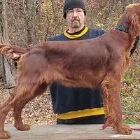 Twist, a female Irish Setter for sale in Darlington, PA – Photo 1 of 7