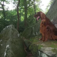 Twist, a female Irish Setter for sale in Darlington, PA – Photo 6 of 7