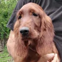 Roxann, a female Irish Setter for sale in Darlington, PA – Photo 2 of 8
