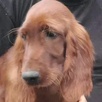 Roxann, a female Irish Setter for sale in Darlington, PA – Photo 3 of 8