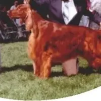 Roxann, a female Irish Setter for sale in Darlington, PA – Photo 8 of 8