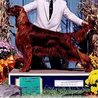 Roxann, a female Irish Setter for sale in Darlington, PA – Photo 5 of 8