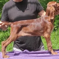 Marianne, a female Irish Setter for sale in Darlington, PA – Photo 1 of 8