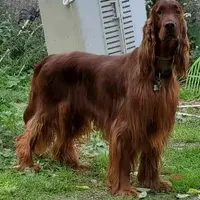 Marianne, a female Irish Setter for sale in Darlington, PA – Photo 8 of 8
