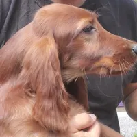 Marianne, a female Irish Setter for sale in Darlington, PA – Photo 2 of 8