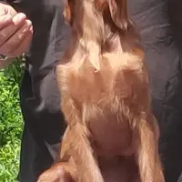 Marianne, a female Irish Setter for sale in Darlington, PA – Photo 4 of 8