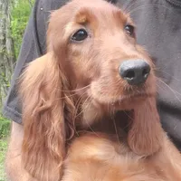 Marianne, a female Irish Setter for sale in Darlington, PA – Photo 3 of 8
