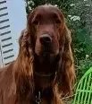 Sweetie, a female Irish Setter for sale in Darlington, PA – Photo 3 of 7