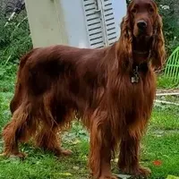 Sweetie, a female Irish Setter for sale in Darlington, PA – Photo 2 of 7