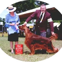 Sweetie, a female Irish Setter for sale in Darlington, PA – Photo 4 of 7