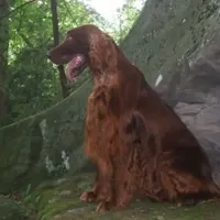 Sweetie, a female Irish Setter for sale in Darlington, PA – Photo 6 of 7